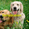 Recognizing Dehydration in Pets: Signs, Causes, and Solutions
