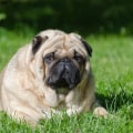 Understanding Your Pet's Weight: Signs of Overweight and Underweight Pets