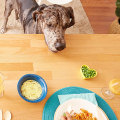 Understanding the Safety of Feeding Your Pet Human Food and Table Scraps