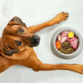 Essential Foods to Avoid for a Healthy Pet Diet