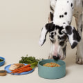 Navigating Your Pet's Dietary Transition: A Guide to a Healthy Pet Diet