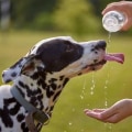 Ensuring Your Pet Stays Hydrated: A Key Component of a Healthy Pet Diet