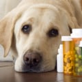 Do Pets Really Need Supplements? Understanding a Healthy Pet Diet
