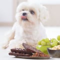 Understanding Toxic Foods for Pets: A Guide to a Healthy Pet Diet