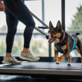 The Essential Connection Between Exercise and a Healthy Pet Diet