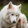 Understanding Food Allergies in Pets: A Guide to a Healthy Pet Diet