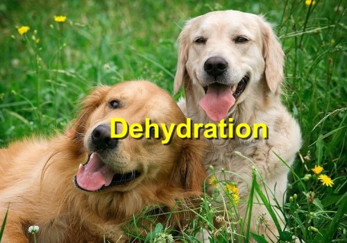 Recognizing Dehydration in Pets: Signs, Causes, and Solutions