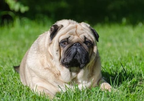 Understanding Your Pet's Weight: Signs of Overweight and Underweight Pets