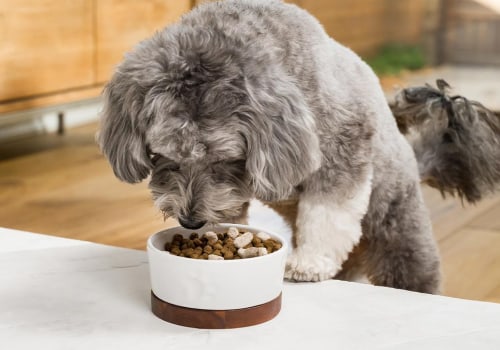 Debunking Myths: Understanding Healthy Pet Diets