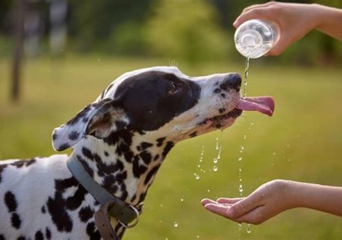 Ensuring Your Pet Stays Hydrated: A Key Component of a Healthy Pet Diet