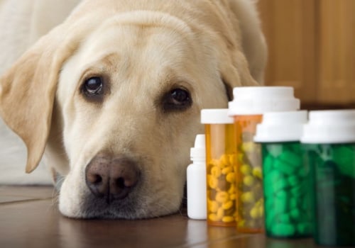 Do Pets Really Need Supplements? Understanding a Healthy Pet Diet