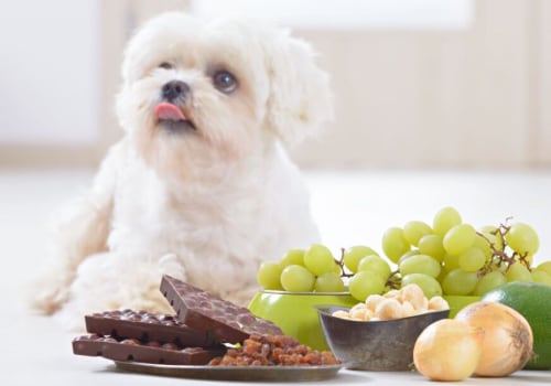 Understanding Toxic Foods for Pets: A Guide to a Healthy Pet Diet