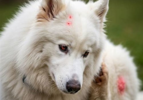 Understanding Food Allergies in Pets: A Guide to a Healthy Pet Diet